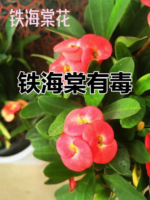 铁海棠有毒吗，铁海棠有毒吗?可不可以放室内?？-第1张图片-优品飞百科