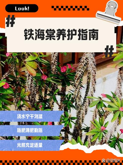 铁海棠有毒吗，铁海棠有毒吗?可不可以放室内?？-第2张图片-优品飞百科