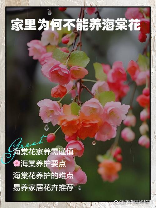 铁海棠有毒吗，铁海棠有毒吗?可不可以放室内?？-第3张图片-优品飞百科