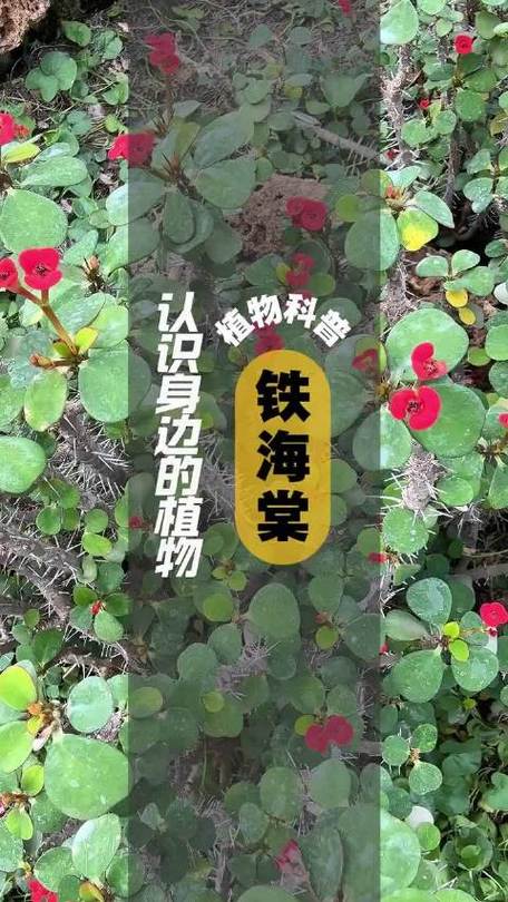 铁海棠有毒吗，铁海棠有毒吗?可不可以放室内?？-第4张图片-优品飞百科