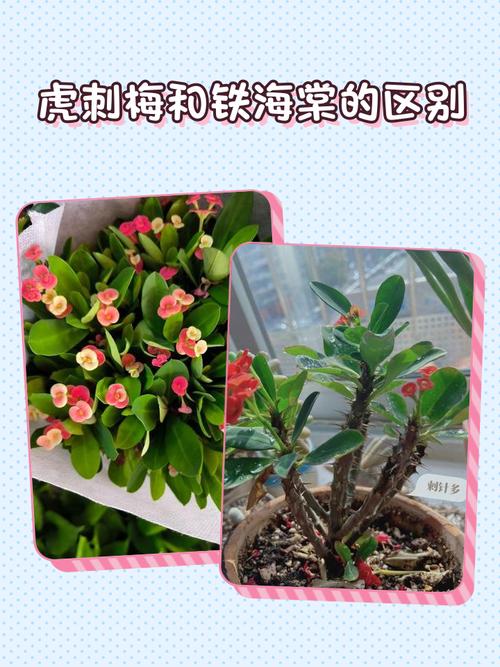 铁海棠有毒吗，铁海棠有毒吗?可不可以放室内?？-第5张图片-优品飞百科