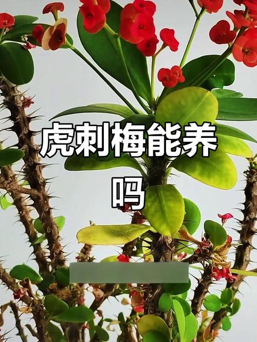 铁海棠有毒吗，铁海棠有毒吗?可不可以放室内?？-第6张图片-优品飞百科