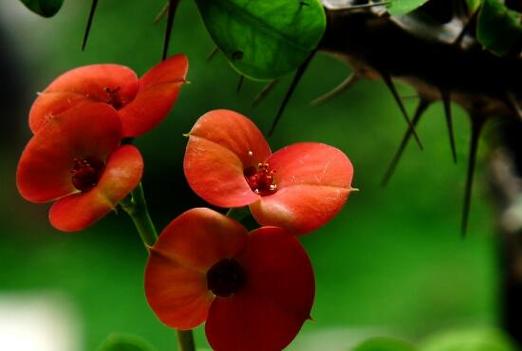 铁海棠有毒吗，铁海棠有毒吗?可不可以放室内?？-第7张图片-优品飞百科