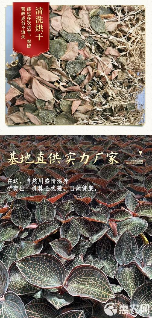 金线莲多少一斤（价钱介绍），2021金线莲费用多少钱一斤？-第1张图片-优品飞百科