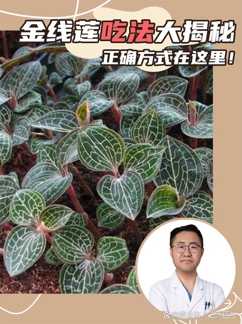 金线莲多少一斤（价钱介绍），2021金线莲费用多少钱一斤？-第2张图片-优品飞百科