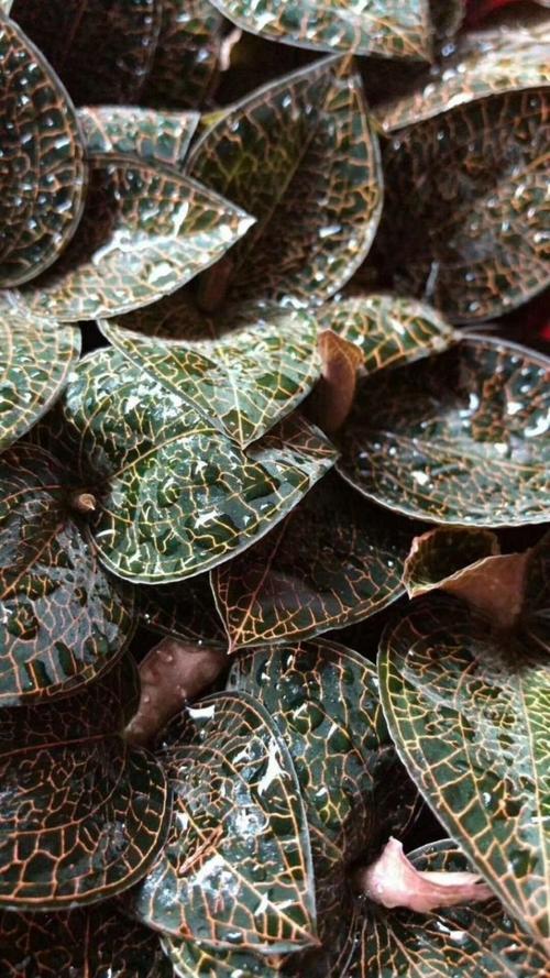 金线莲多少一斤（价钱介绍），2021金线莲费用多少钱一斤？-第4张图片-优品飞百科