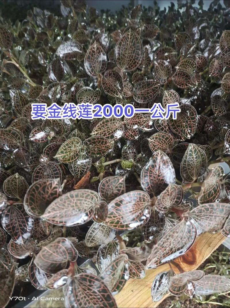 金线莲多少一斤（价钱介绍），2021金线莲费用多少钱一斤？-第5张图片-优品飞百科