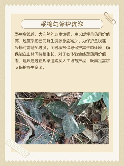 金线莲多少一斤（价钱介绍），2021金线莲费用多少钱一斤？-第6张图片-优品飞百科