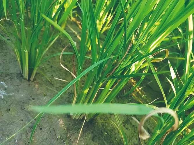 八五九天气预报，八五九天气预报三十天？-第3张图片-优品飞百科