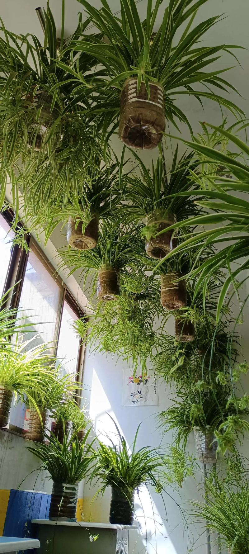 吊兰能放在卧室吗，吊兰放哪里最旺财？-第1张图片-优品飞百科