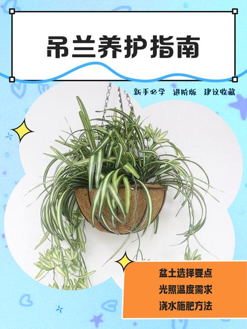 吊兰能放在卧室吗，吊兰放哪里最旺财？-第3张图片-优品飞百科