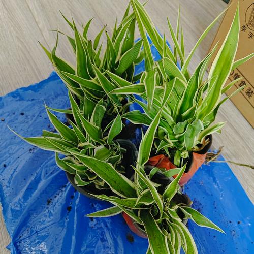 吊兰能放在卧室吗，吊兰放哪里最旺财？-第4张图片-优品飞百科