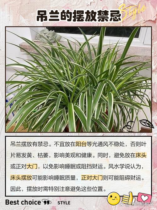 吊兰能放在卧室吗，吊兰放哪里最旺财？-第6张图片-优品飞百科