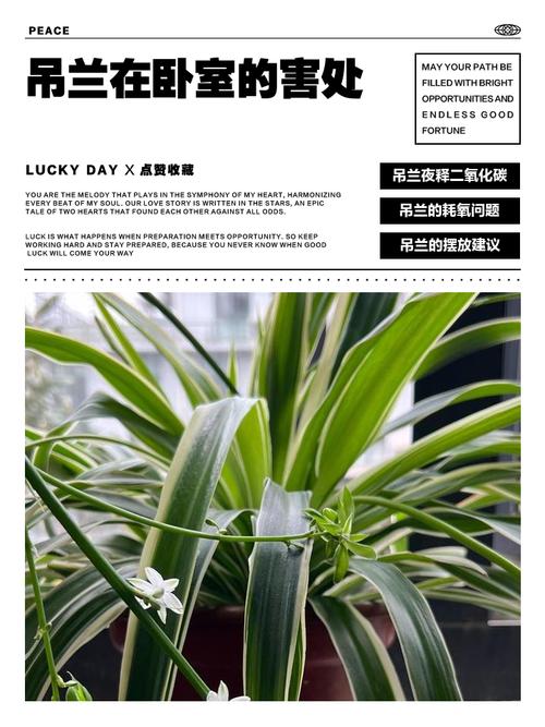 吊兰能放在卧室吗，吊兰放哪里最旺财？-第8张图片-优品飞百科