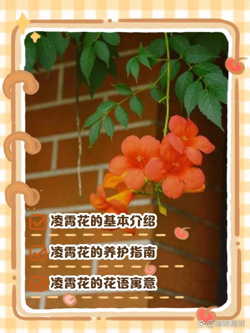 凌霄花的花语及传说，凌霄花的花语和寓意-第2张图片-优品飞百科