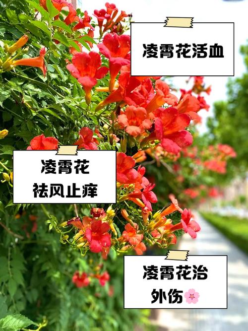 凌霄花的花语及传说，凌霄花的花语和寓意