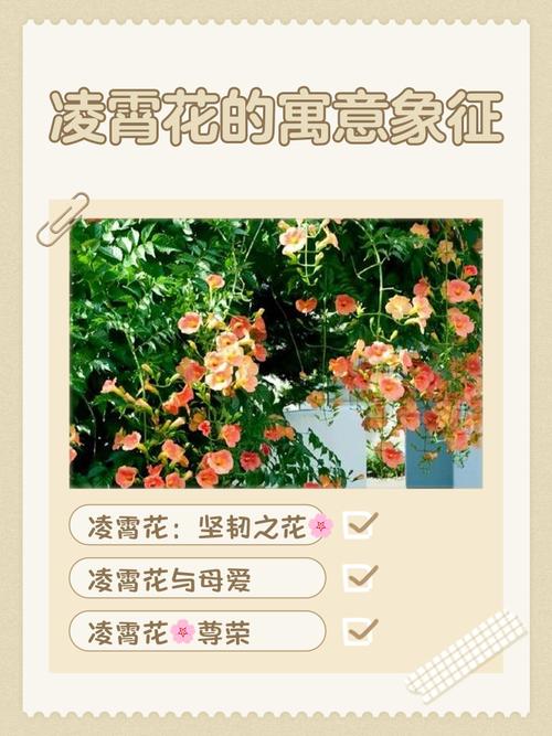 凌霄花的花语及传说，凌霄花的花语和寓意-第4张图片-优品飞百科