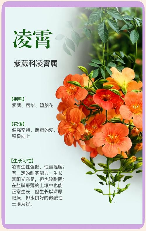 凌霄花的花语及传说，凌霄花的花语和寓意-第5张图片-优品飞百科