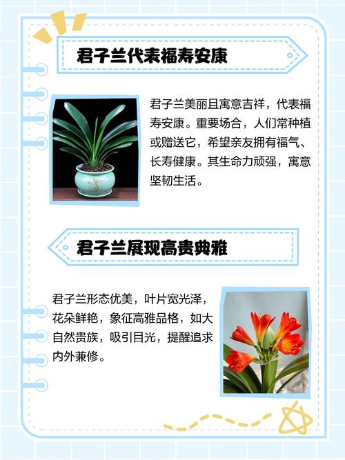 君子兰的花语？君子兰的花语诗句？-第1张图片-优品飞百科