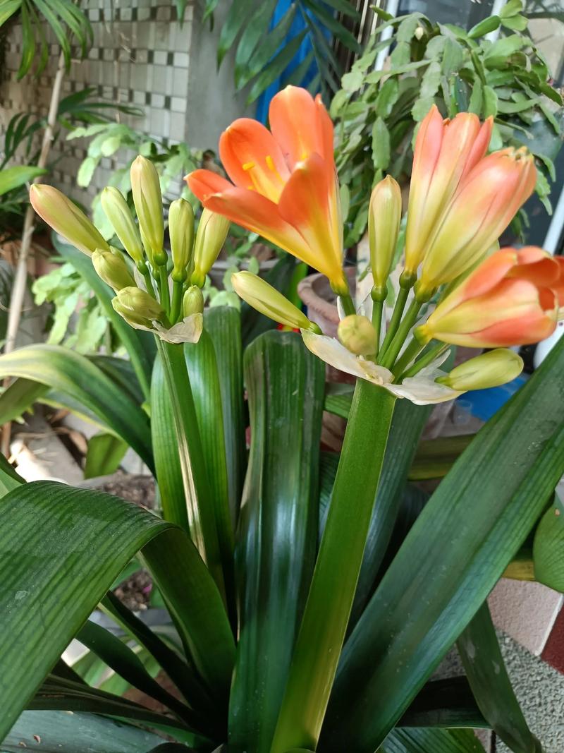 君子兰的花语？君子兰的花语诗句？-第3张图片-优品飞百科