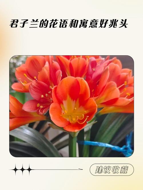 君子兰的花语？君子兰的花语诗句？-第4张图片-优品飞百科