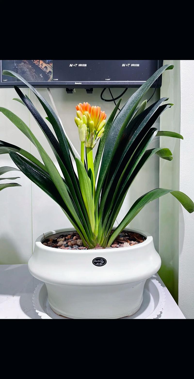 君子兰的花语？君子兰的花语诗句？-第5张图片-优品飞百科