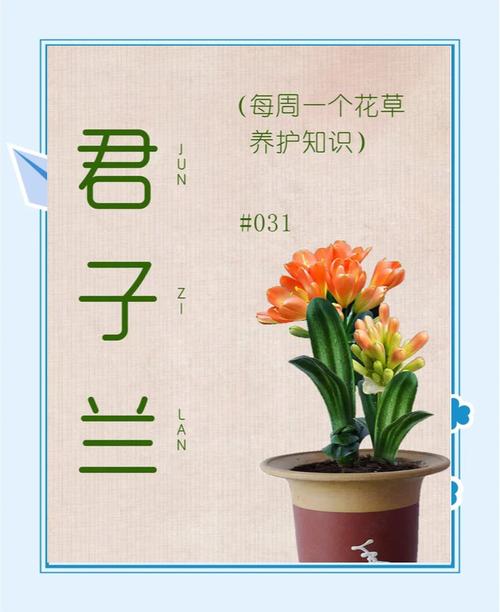 君子兰的花语？君子兰的花语诗句？-第6张图片-优品飞百科