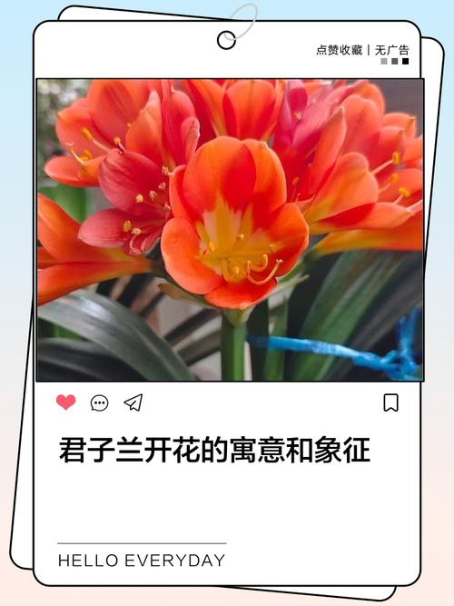 君子兰的花语？君子兰的花语诗句？-第7张图片-优品飞百科