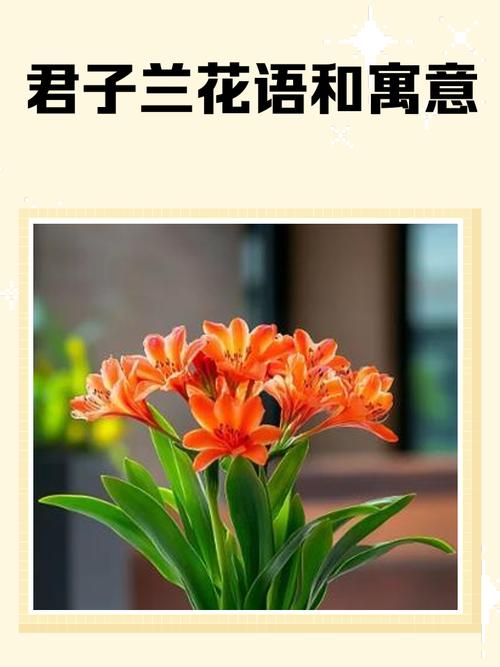 君子兰的花语？君子兰的花语诗句？-第8张图片-优品飞百科