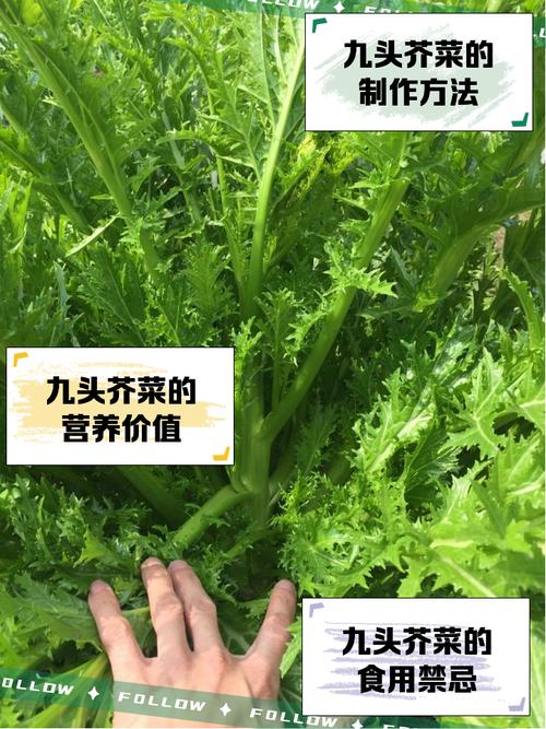 芥菜头的功效与作用，芥菜头的功效与作用吃法？-第7张图片-优品飞百科