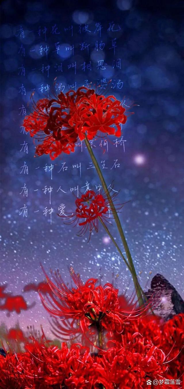 彼岸花是什么，彼岸花长在哪里？彼岸花其实是什么花？-第1张图片-优品飞百科