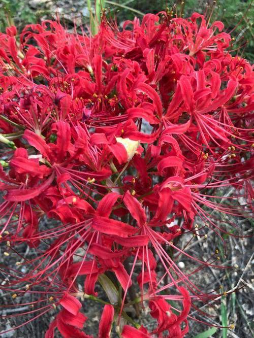 彼岸花是什么，彼岸花长在哪里？彼岸花其实是什么花？-第2张图片-优品飞百科