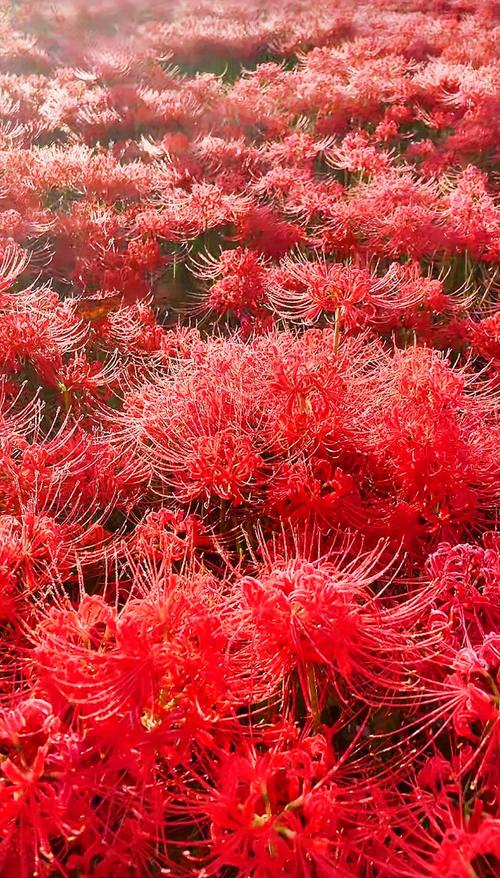 彼岸花是什么，彼岸花长在哪里？彼岸花其实是什么花？-第3张图片-优品飞百科