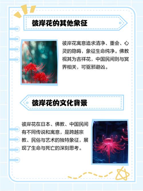 彼岸花是什么，彼岸花长在哪里？彼岸花其实是什么花？-第4张图片-优品飞百科