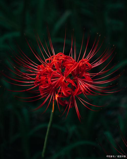 彼岸花是什么，彼岸花长在哪里？彼岸花其实是什么花？-第5张图片-优品飞百科