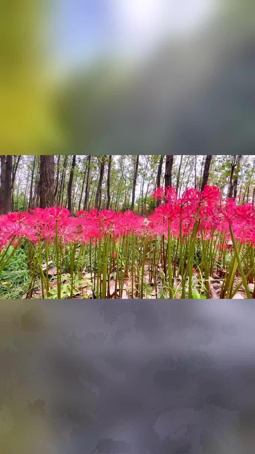 彼岸花是什么，彼岸花长在哪里？彼岸花其实是什么花？-第6张图片-优品飞百科