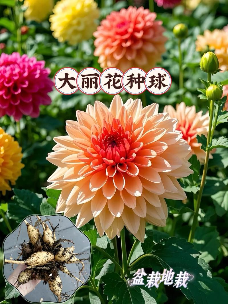 盆栽大丽花有毒吗？盆栽大丽花有毒吗能吃吗？-第1张图片-优品飞百科