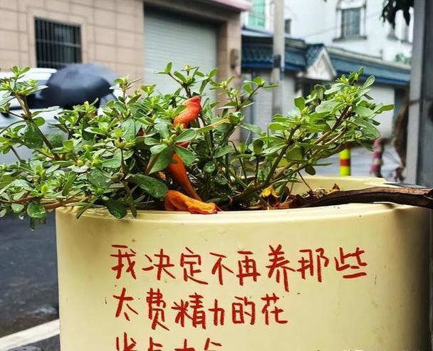 盆栽大丽花有毒吗？盆栽大丽花有毒吗能吃吗？-第2张图片-优品飞百科