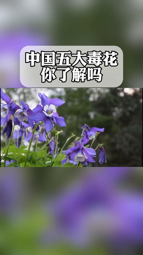 盆栽大丽花有毒吗？盆栽大丽花有毒吗能吃吗？-第3张图片-优品飞百科