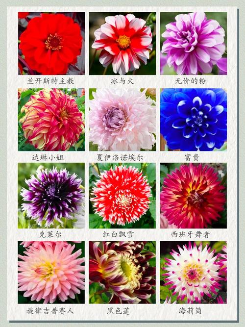 盆栽大丽花有毒吗？盆栽大丽花有毒吗能吃吗？-第4张图片-优品飞百科