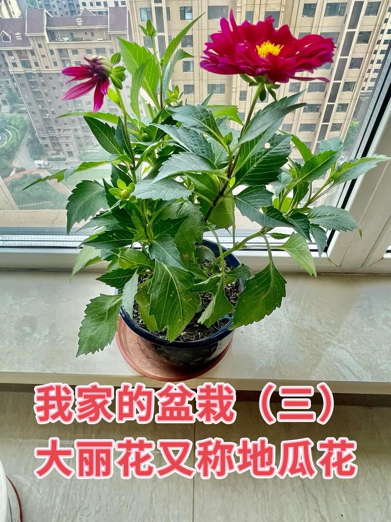 盆栽大丽花有毒吗？盆栽大丽花有毒吗能吃吗？-第6张图片-优品飞百科