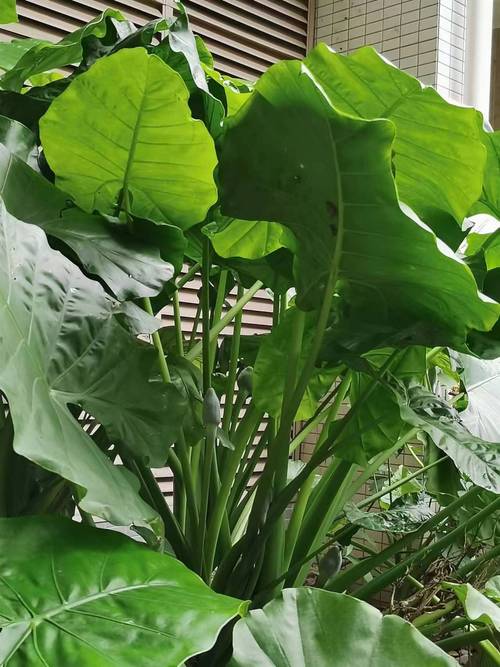 滴水观音是否具有毒性，滴水观音能养在家中吗，滴水观音能毒死人吗？-第1张图片-优品飞百科