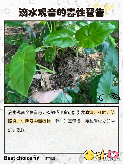 滴水观音是否具有毒性，滴水观音能养在家中吗，滴水观音能毒死人吗？-第4张图片-优品飞百科