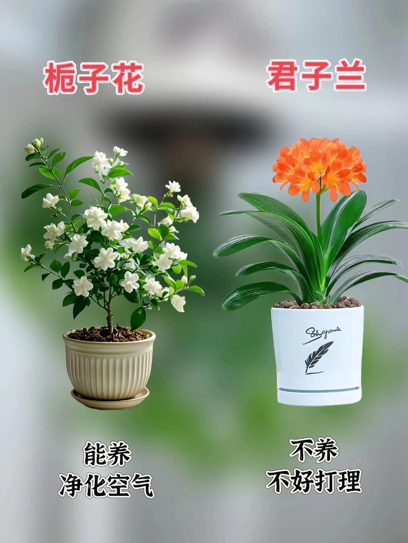 养花的好处？生姜养花的好处？