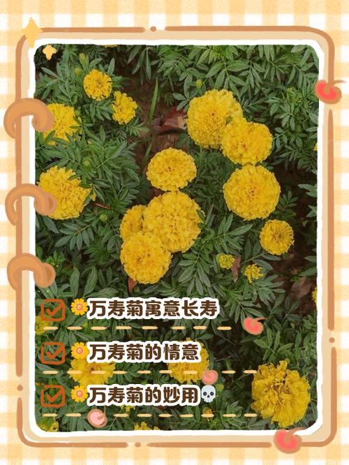 万寿菊的花语及传说？万寿菊的花语及传说故事？-第1张图片-优品飞百科