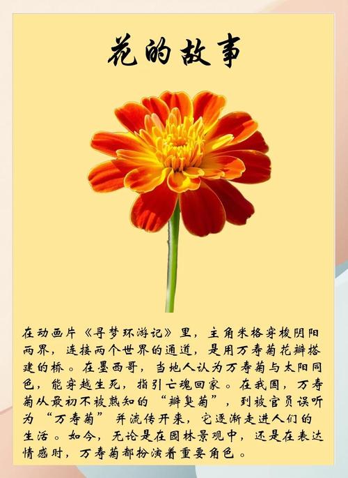 万寿菊的花语及传说？万寿菊的花语及传说故事？-第2张图片-优品飞百科