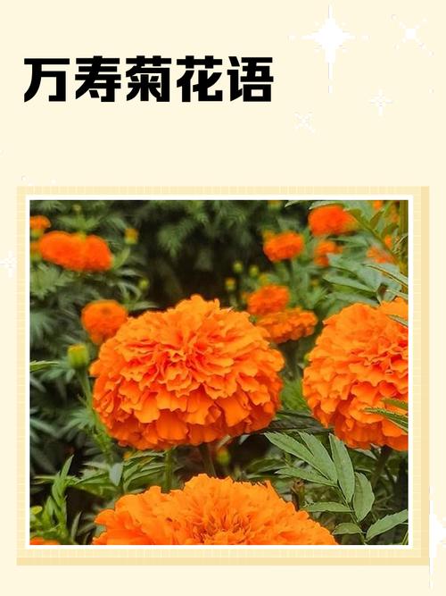 万寿菊的花语及传说？万寿菊的花语及传说故事？-第3张图片-优品飞百科