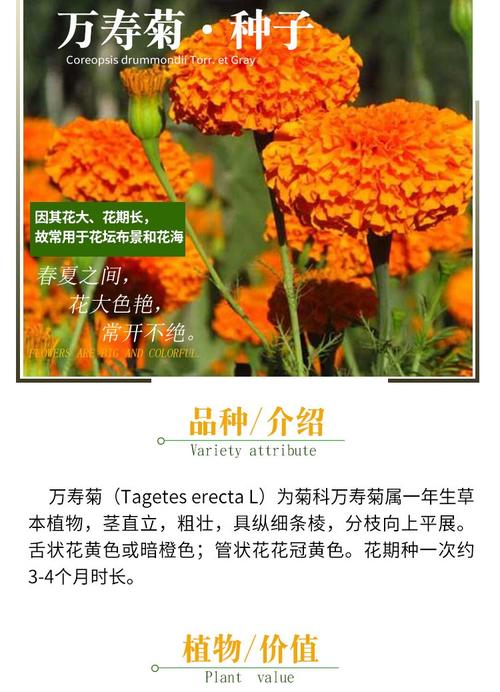 万寿菊的花语及传说？万寿菊的花语及传说故事？-第4张图片-优品飞百科