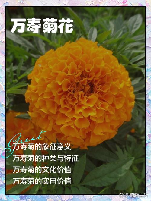 万寿菊的花语及传说？万寿菊的花语及传说故事？-第5张图片-优品飞百科