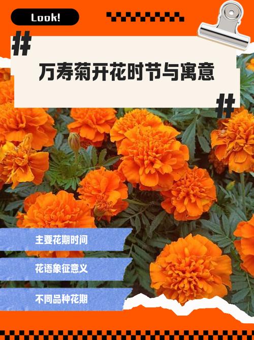 万寿菊的花语及传说？万寿菊的花语及传说故事？-第6张图片-优品飞百科